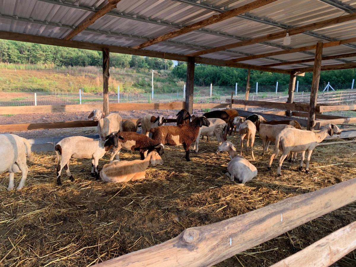 ฟาร์มแกะภูกระดึง Waraporn Valley Ban Nong Tum Eksteriør billede